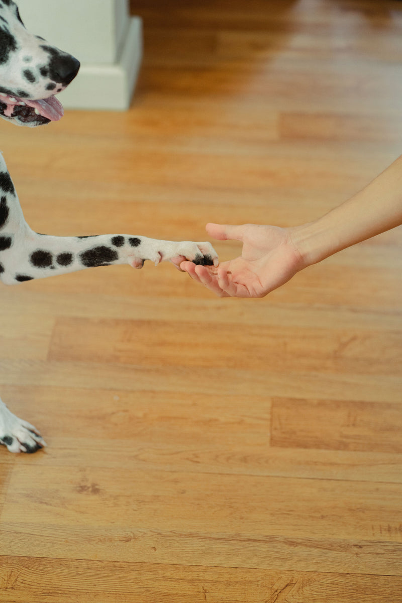 Happy Paws, Happy Home